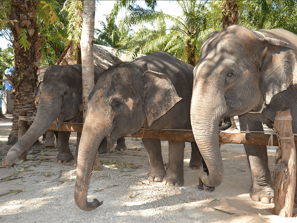 Jungle Trekking & Nature Tours - Image