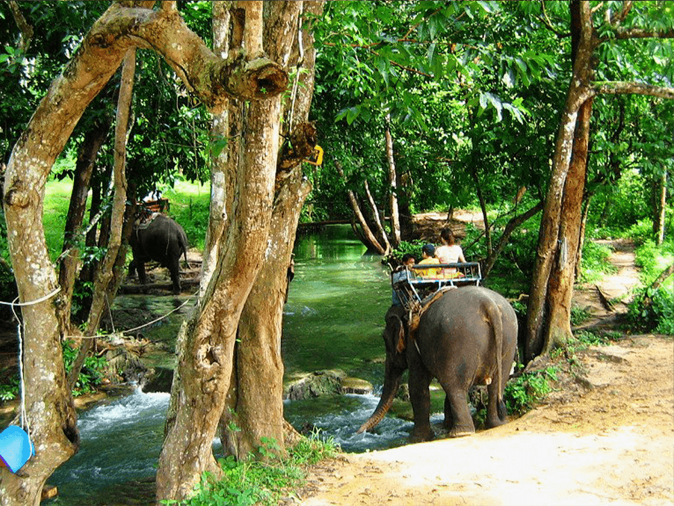 Jungle Trekking & Nature Tours - Image